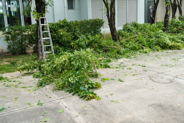 Palm Tree Trimming in Orangeburg, SC